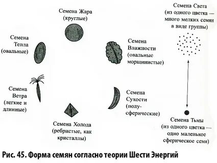 Семена описание