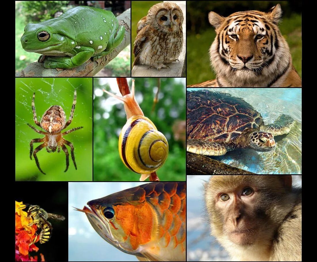 Видовое разнообразие живых организмов. Виды биологического разнообразия. Многообразие видов. Живые существа. Биологическое разнообразие животных.