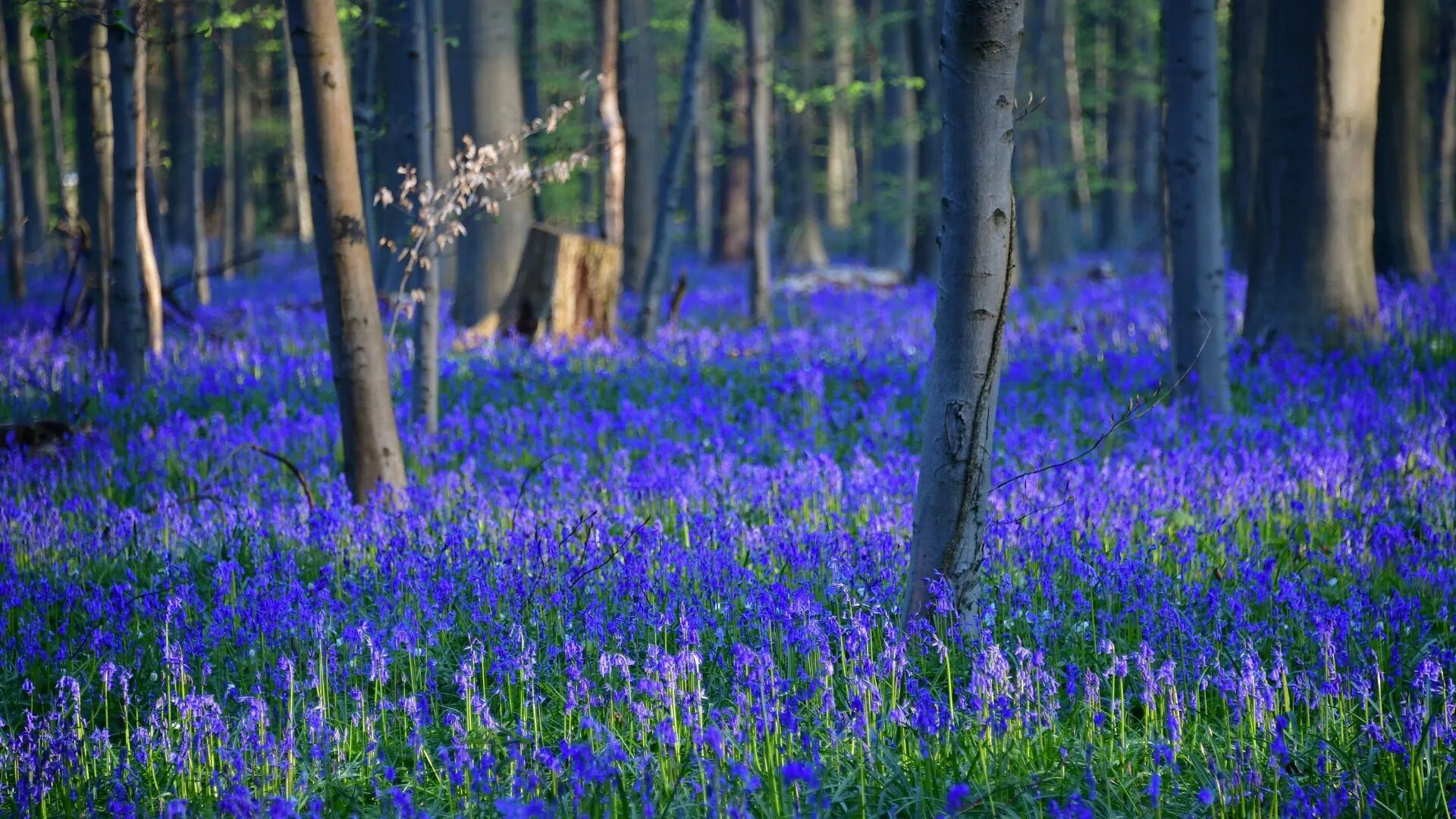 Колокольчик цветок в лесу. Лес Халлербос. Лес Халлербос Бельгия. Hallerbos - синий лес. Сказочный синий лес «Халлербос», Бельгия..