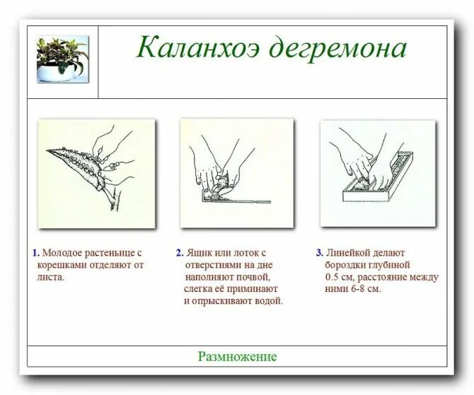 Как размножить каланхоэ листом. Размножение листовыми черенками схема. каланхоэ дегремона черенок. каланхоэ дегремона размножение. каланхоэ размножение черенками.