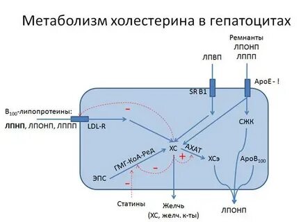 Образование холестерина в печени
