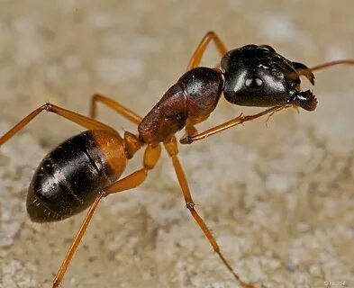 Ant t