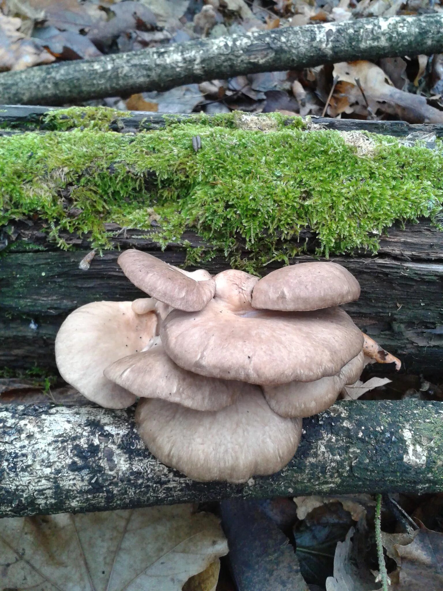 Pleurotus ostreatus. Фото на сайте "Грибы Калужской области"