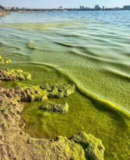 Цветущая вода анапа