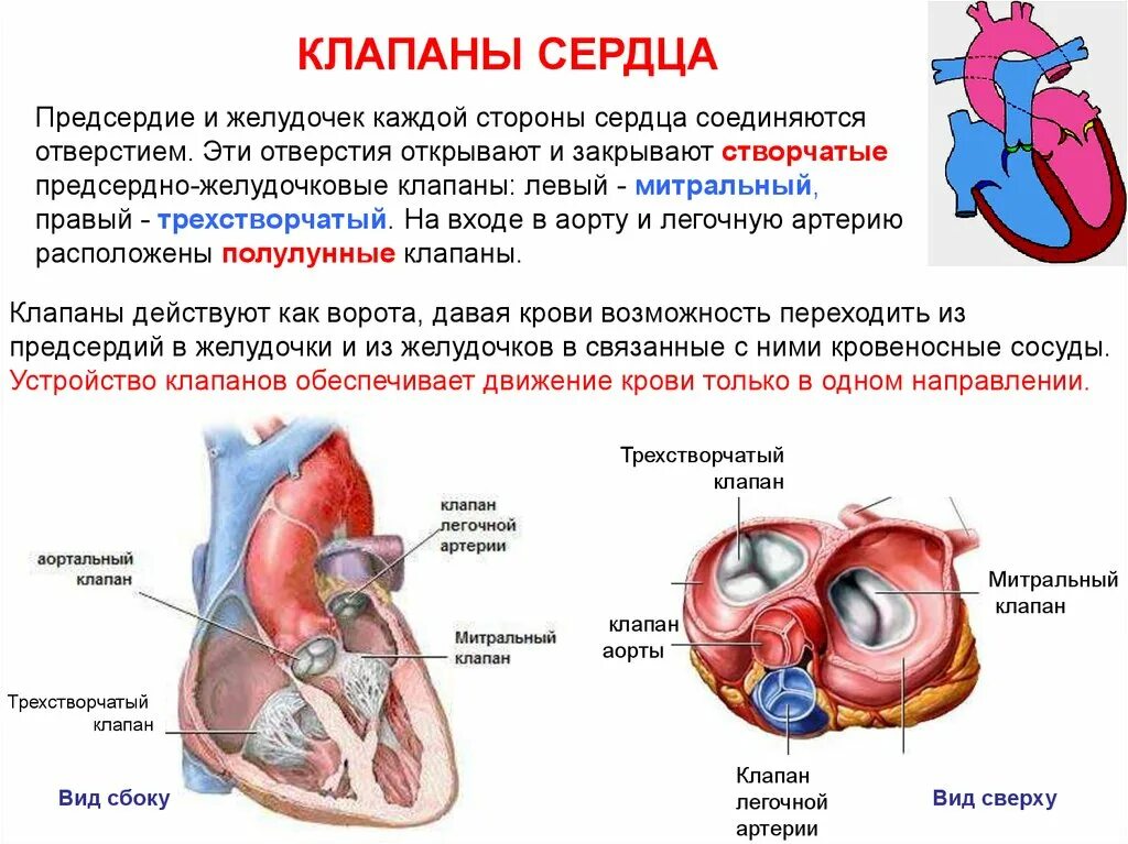 Митральный и трехстворчатый клапаны. Клапан между левым желудочком и левым предсердием. Клапан между левым желудочком и аортой. Клапан левого предсердно желудочкового отверстия. Правое предсердие отделено от правого желудочка