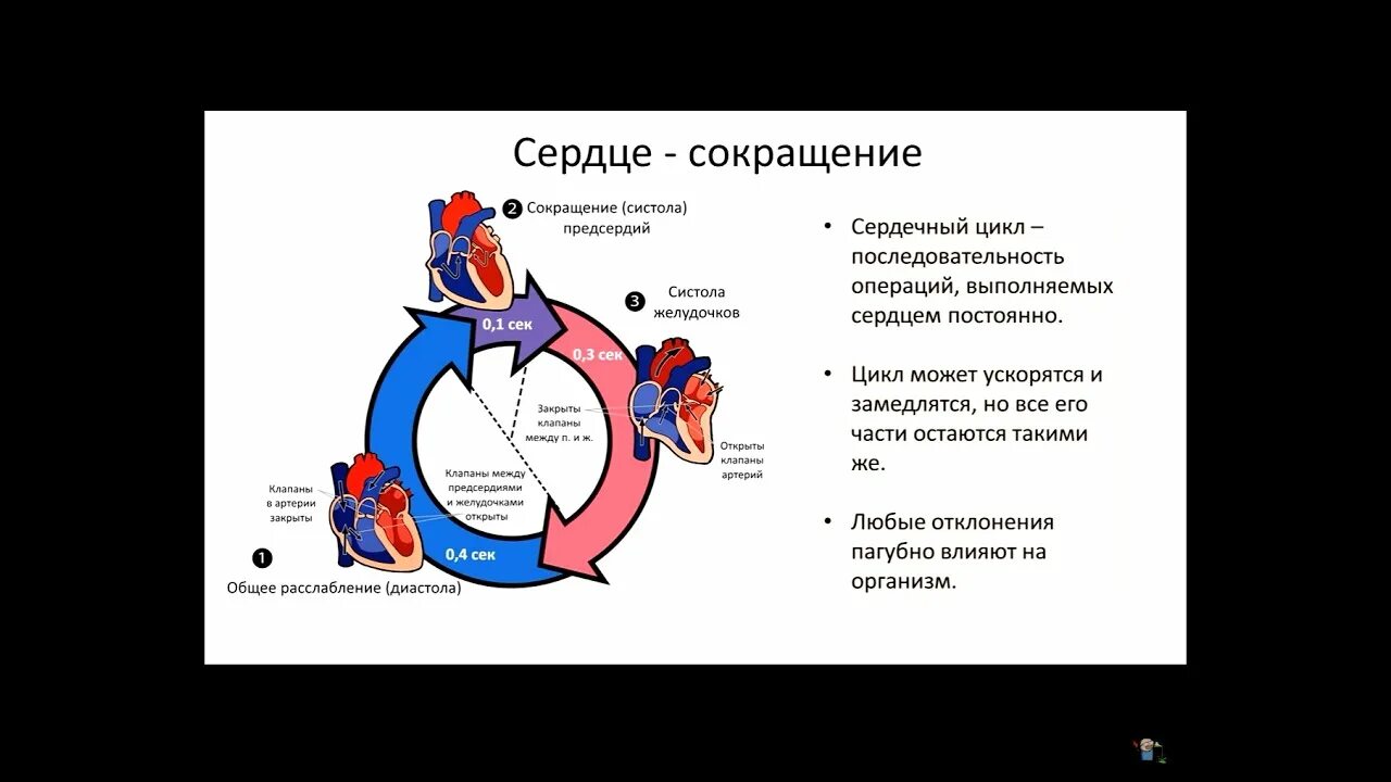 Анатомия сердечно - сосудистой системы круги кровообращения. Сердечный цикл круги. Систола желудочков схема. Малый круг кровообращения человека схема. Сердце строение функции кровоснабжение.