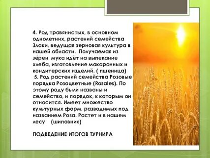 Пшеница светолюбивое растение