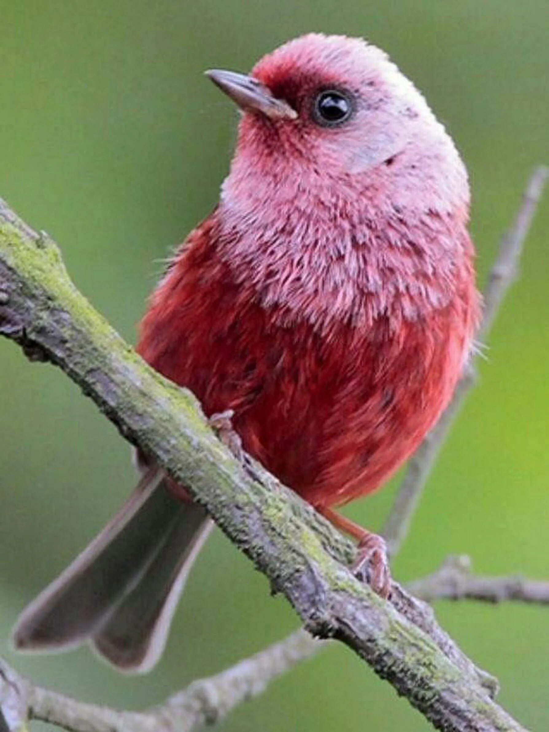 Маленькая розовая птица. Танагровый певун. Розовый танагровый певун / Cardellina versicolor. Пурпурный танагровый певун. Малиновогрудая петроика.