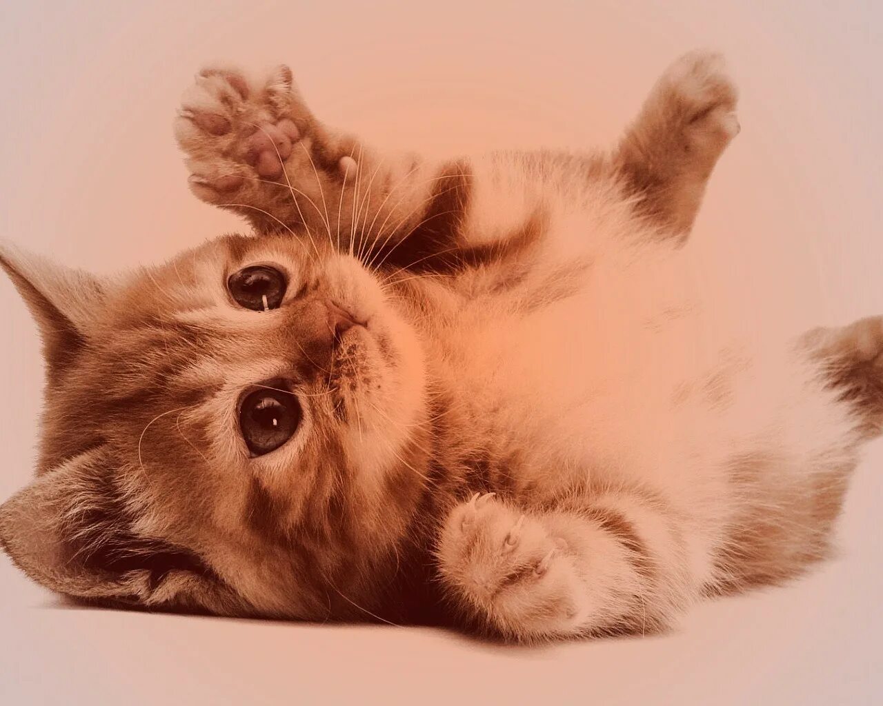 впечатляет котик. котики настоящие видео. настоящий кот. смешные кошки 2013. настоящие котята.