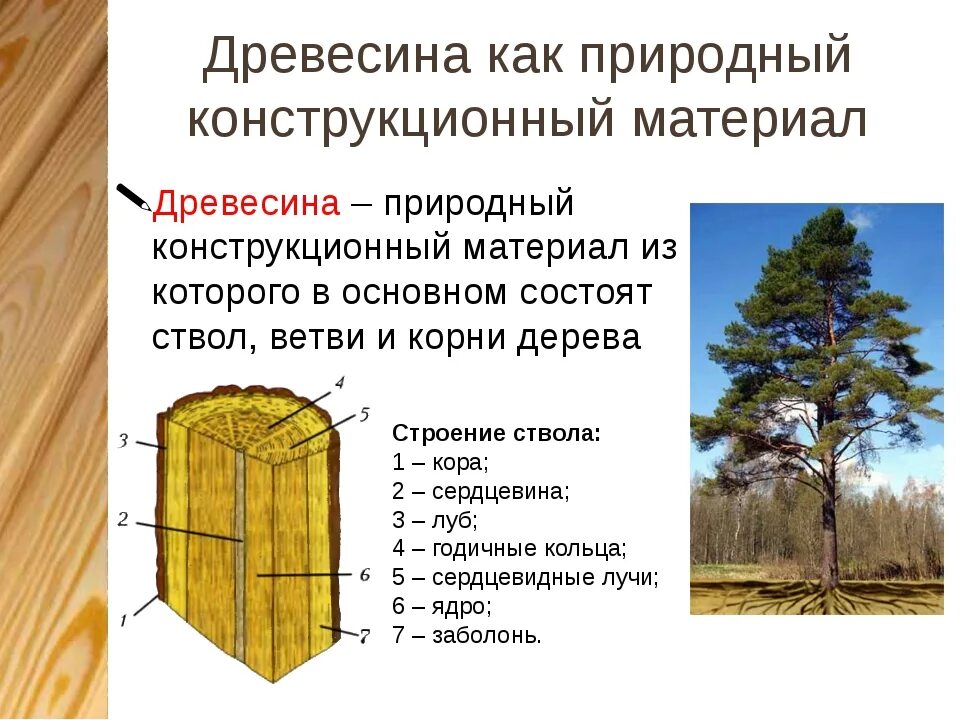 Конспект древесина 5 класс