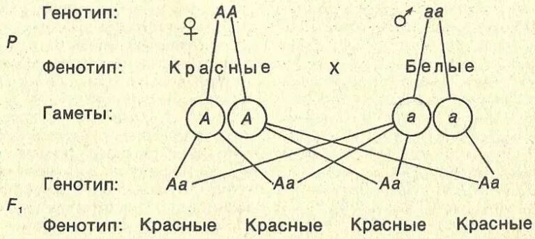 Гена тип. Генотип и фенотип схема. генотип и фенотип в генетике. генотип и фенотип в задачах. генотип это в биологии.