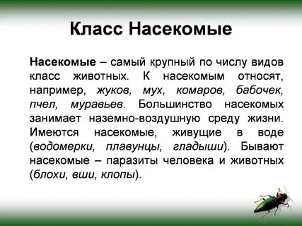 Презентация на тему "Внешнее и внутреннее строение насекомого" .