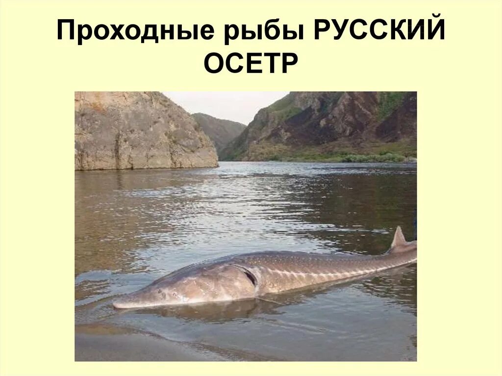 Поясните каких рыб называют проходными приведите примеры Открытый урок по теме: "Хозяйственное значение рыб" 7 класс биология, уроки