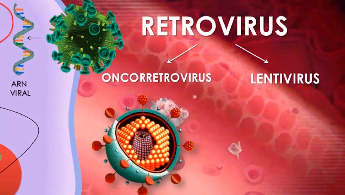 Ретровирус лентивирус. Ретровирусы микробиология. РНК вирусы ретровирусы. Ретровирусы это в биологии.