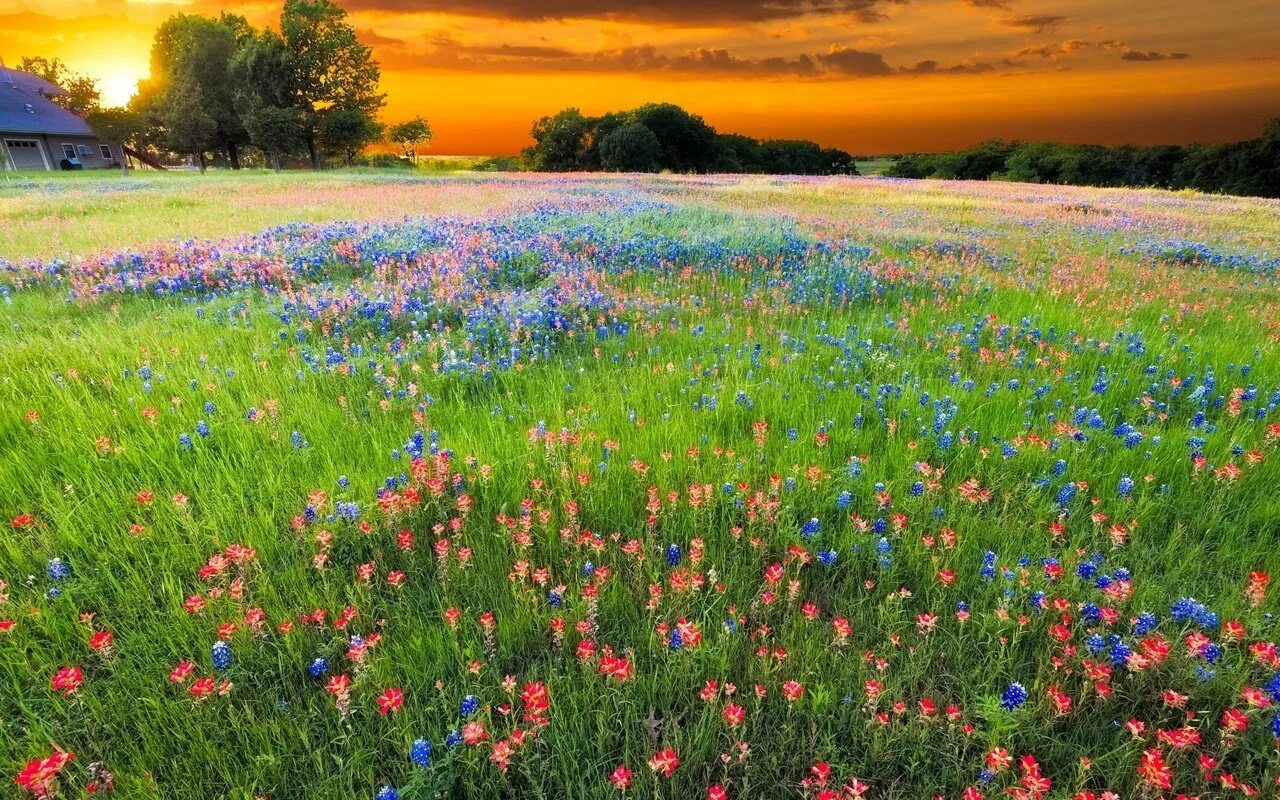 Луг лето небо. Луг лето небо. Красивые луга. Трава и небо. Фон ромашки.