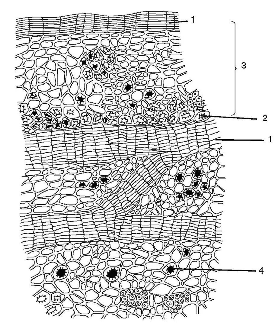 Поперечный срез корки Луьа. Корка третичная покровная ткань. Корка ритидом строение. Поперечный срез корки дуба.