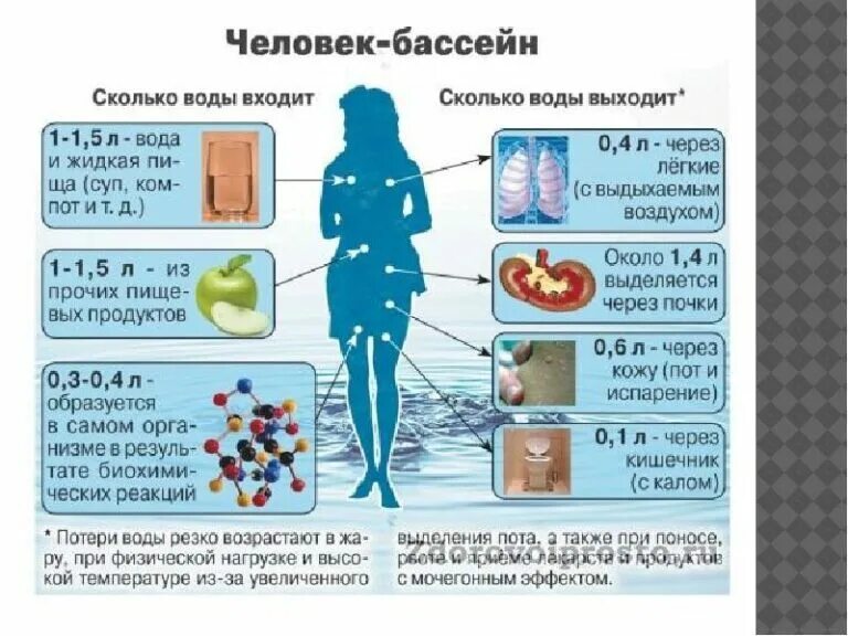 Вода в организме. Вода в человеческом организме. Вода и человек. Важность воды для организма человека. Как действует вода на организм