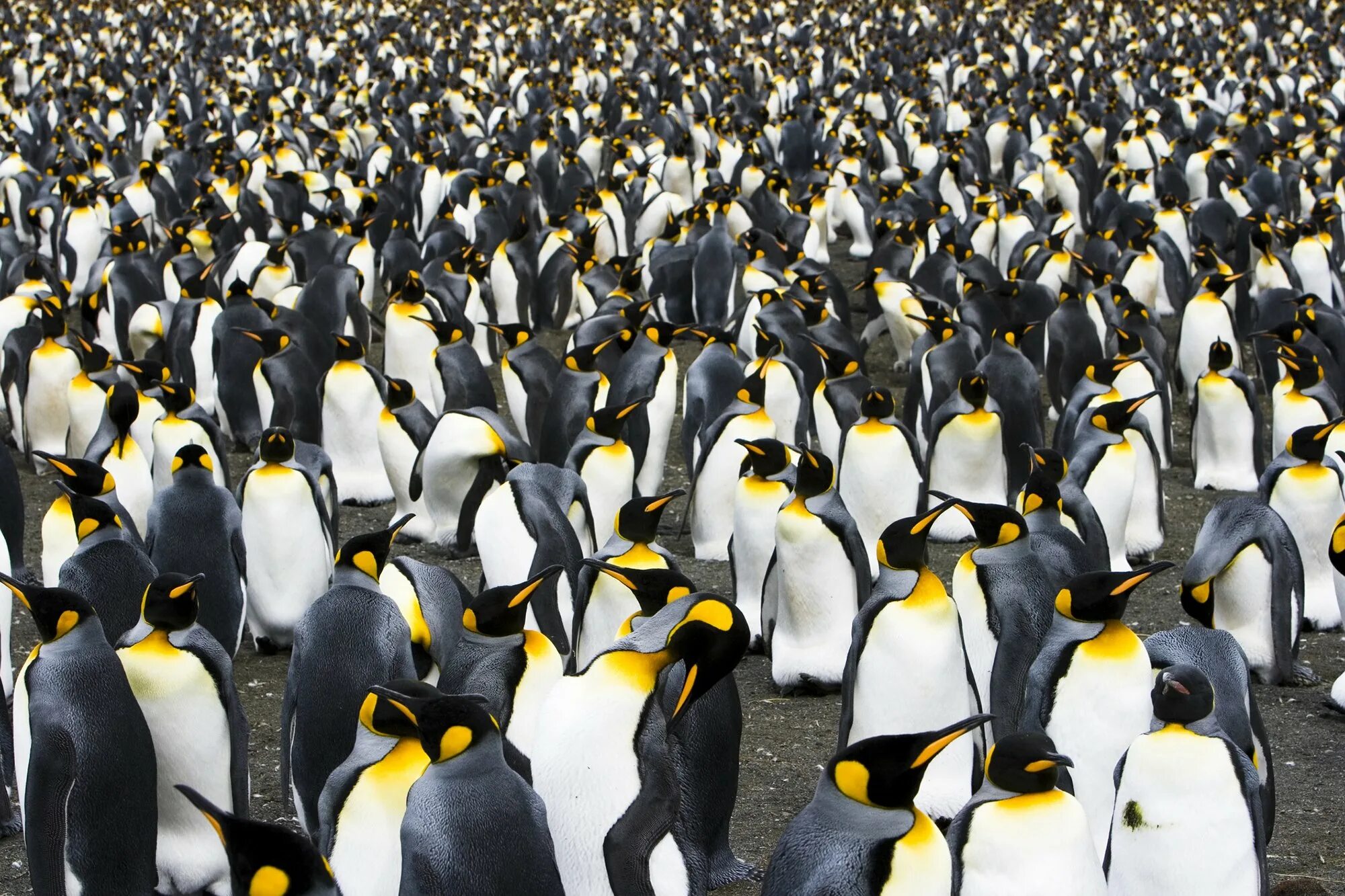 Много пингвинов. Колония пингвинов. Толпа пингвинов. Много много много пингвинов.