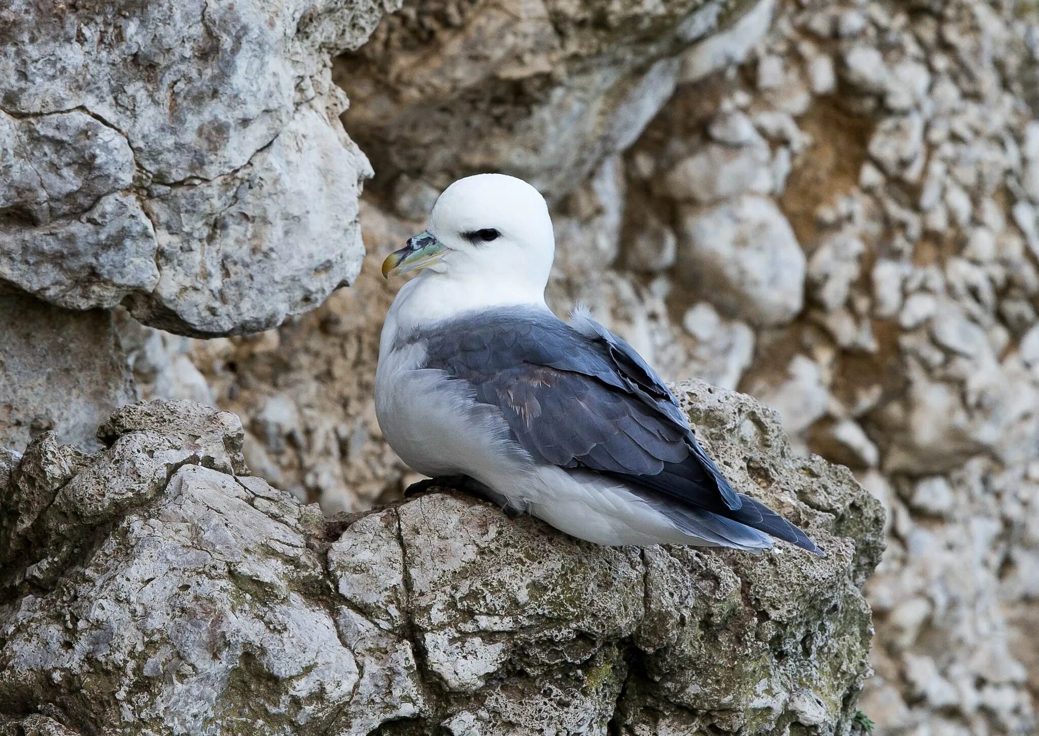 Птица глупыш. Буревестник глупыш. Буревестник глупыш птица. Fulmarus glacialis. Антарктический глупыш.