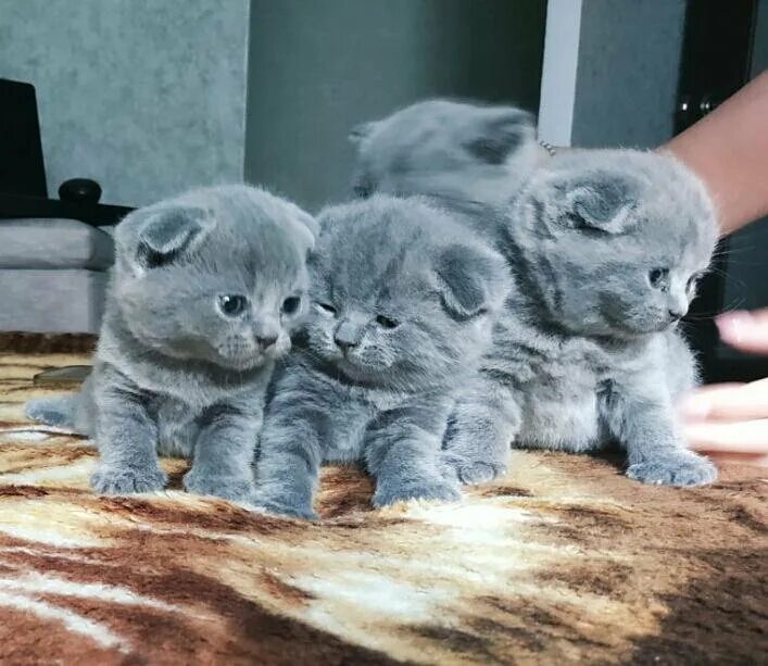 Голубые шотландские котята вислоухие. Шотландские вислоухие котята голубого окраса. Шотландская вислоухая кошка маленькая. Чистокровный шотландец котенок. Шотландские котята.
