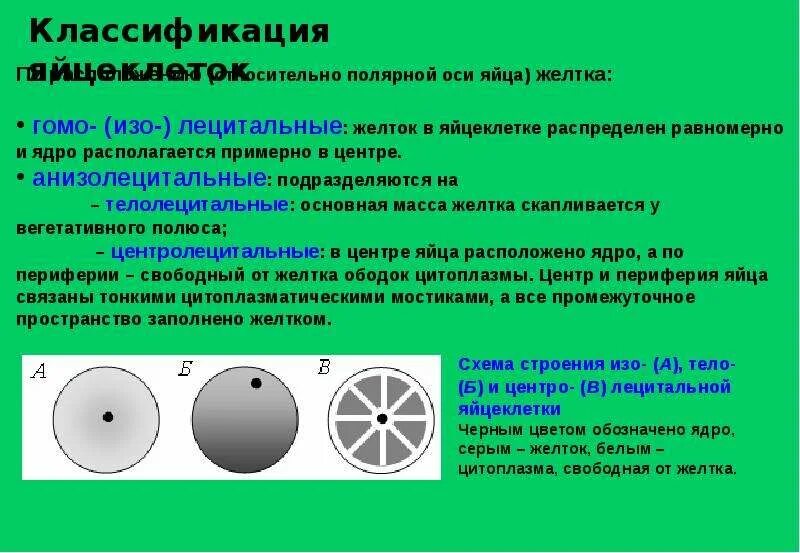 Презентация "Яйцеклетки. Овогенез." - скачать проект