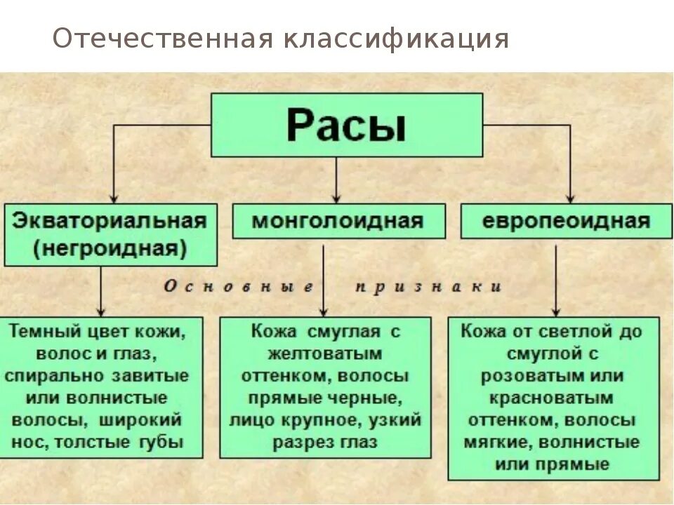 Схема расы человека. Классификация человеческих рас. Человеческие расы схема. Расы человека кратко.