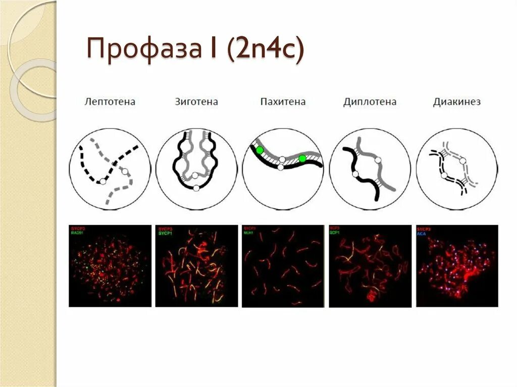 Мейоз зиготена пахитена диплотена. 5 Стадий профазы 1 мейоза. Профаза 1 лептотена. Профаза лептотена.