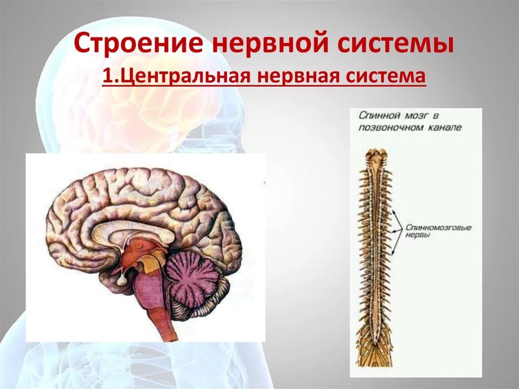 Центральная нервная система. Строение нервной системы. Строение ЦНС человека. Строение центральной нервной системы.