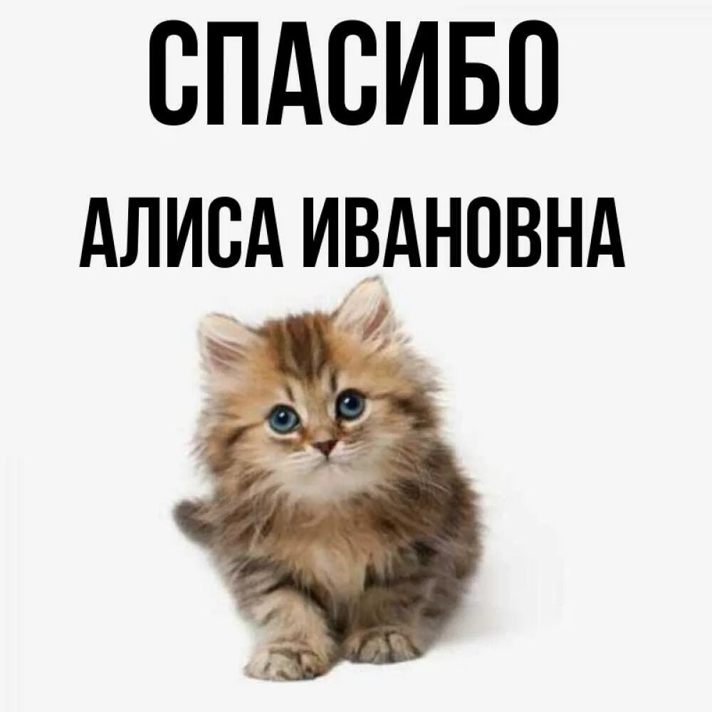 Благодарность алиса благодарность. Спасибо Алиса. Спасибо Алиса красивые котики. Спасибо Лена. Спасибо Алиса картинки.