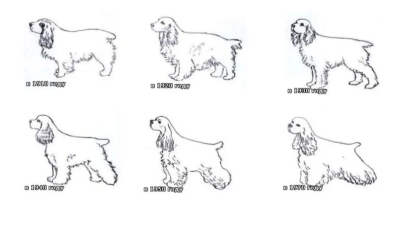 Сколько весит щенок спаниеля. Американский кокер спаниель стандарт. Кокер-спаниель английский американский. Американский кокер спаниель стандарт породы. Американский кокер спаниель размер породы.