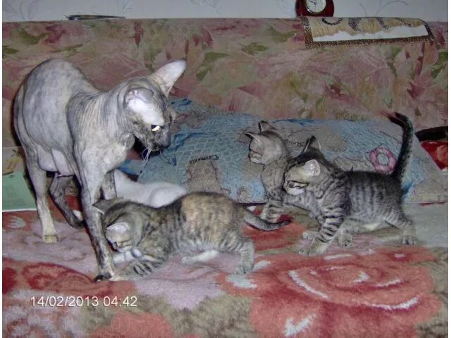 У сфинкса родились котята с шерстью. У Донского сфинкса родились пушистые котята. Сфинкс родился пушистым. У лысых кошек родились котята с шерстью.