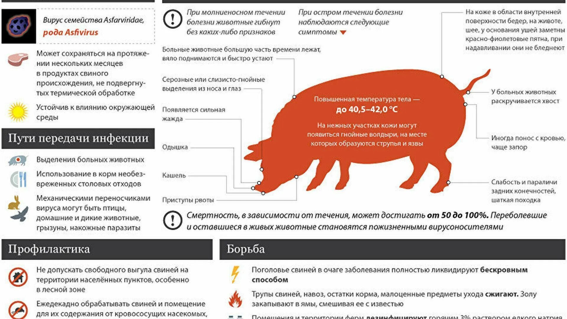 Классическая чума свиней проявление. Африканская чума памятка населению. Свиньи больные африканской чумой. Классическая чума свиней листовка. Африканская чума свиней клиническая картина.