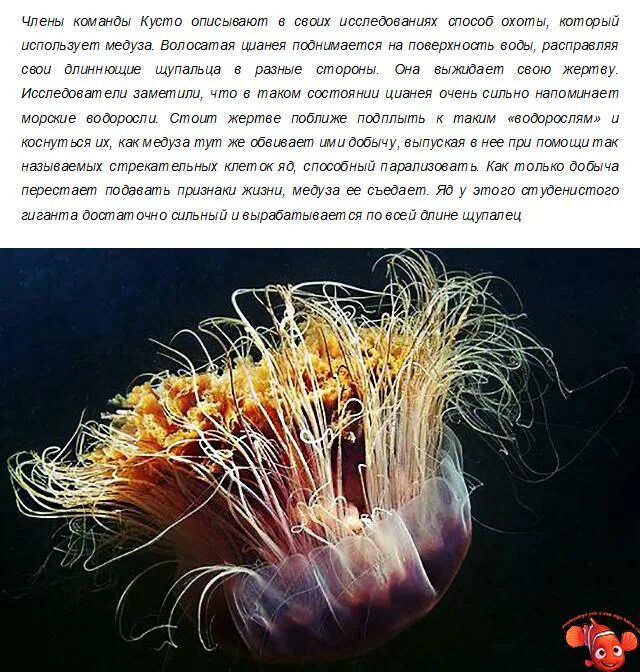 Медуза не умеет плавать субтитры. Арктическая медуза цианея. медуза цианея гигантская. медуза цианея волосатая. цианея дальневосточная медуза.