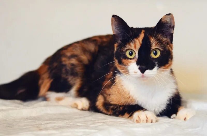 Трехцветная черепаховая кошка. Черепаховая кошка Калико. Египетская кошка трехцветная. Сибирская кошка трехцветная короткошерстная. Трехцветная кошечка
