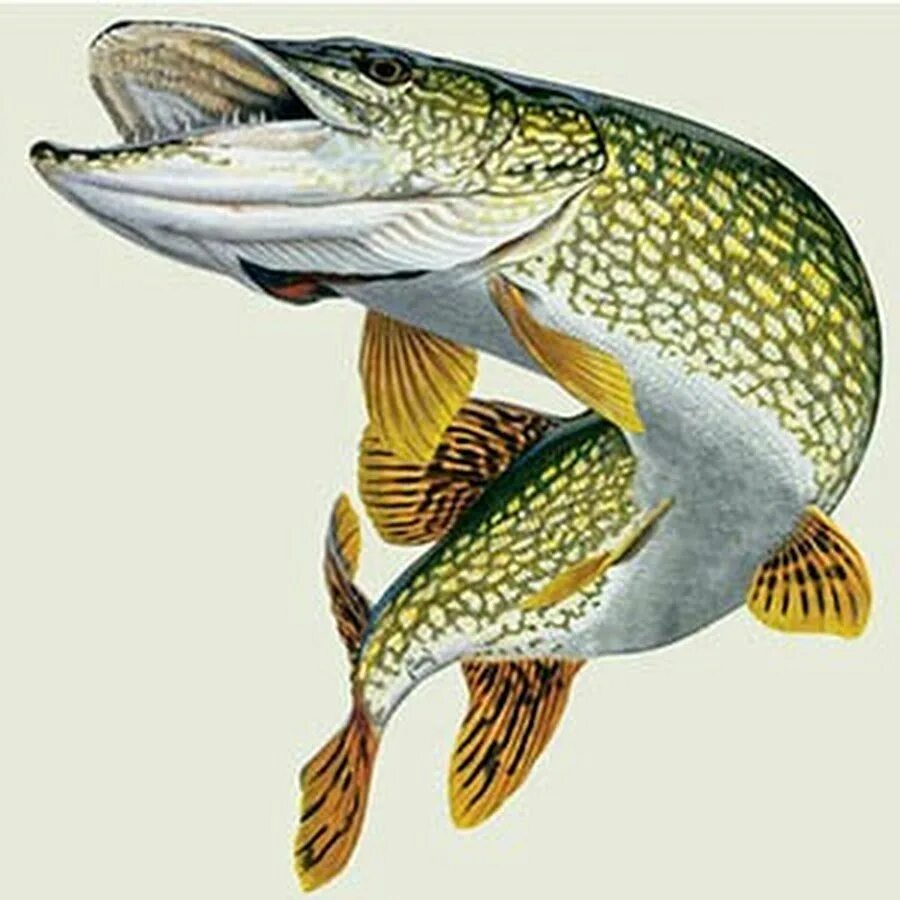 Фон щука. Northern Pike рыба. Рыба щука. Щука на белом фоне. Щука на прозрачном фоне.