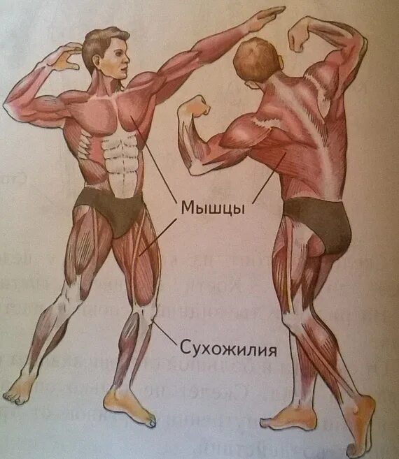 Изменение мышц и сухожилий. Мышцы прикрепляются к костям. прикрепление мышц и сухожилий. скелетные мышцы прикрепляются к костям. к чему крепятся мышцы.