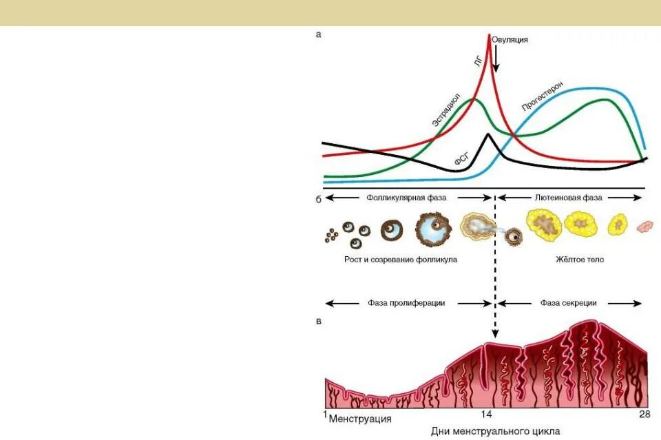 Что вырабатывают яичники. ЛГ И овуляция. Секреторная фаза менструационного. Пролиферативная фаза менструационного цикла. Эндометрий в разные фазы цикла.
