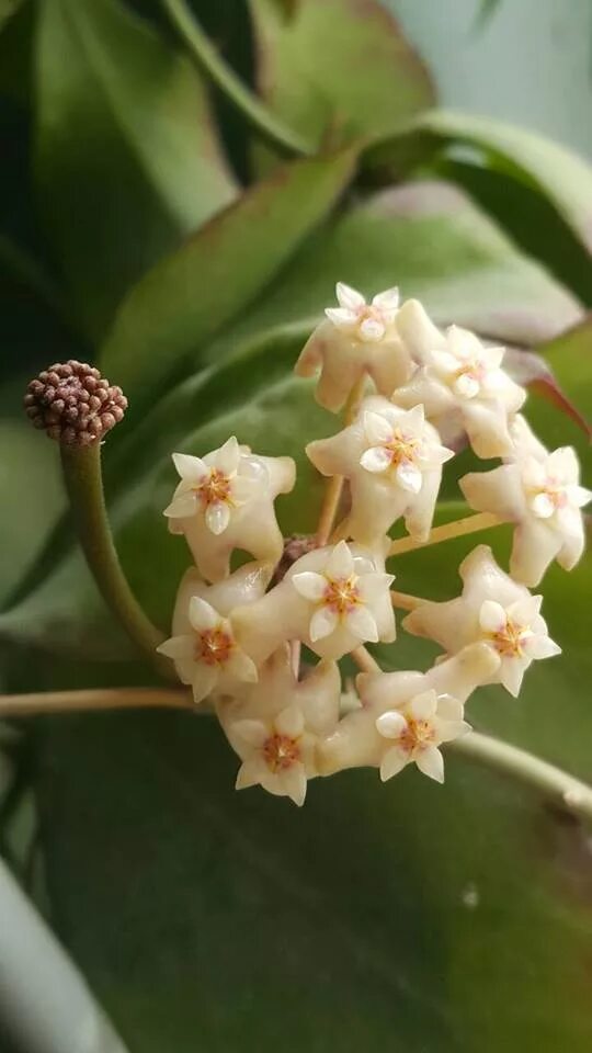 Хойя мотоскей. Хойя кери. Hoya kerrii variegata. Хойя керри. Хойя кери.