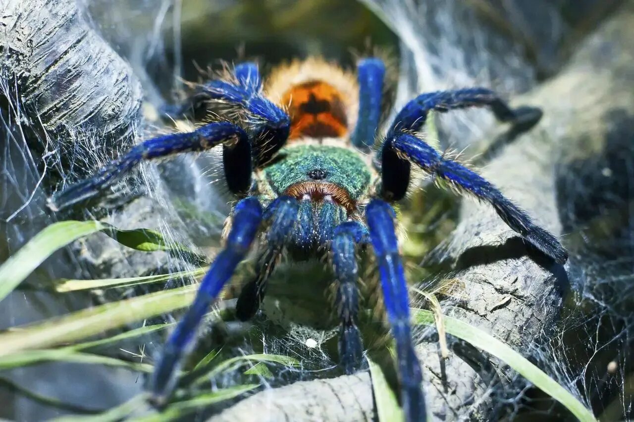 Все пауки. Паук-птицеед Chromatopelma cyaneopubescens. Паук Chromatopelma cyaneopubescens. Хроматопельма Цианеопубесценс. Птицеед хроматопельма.