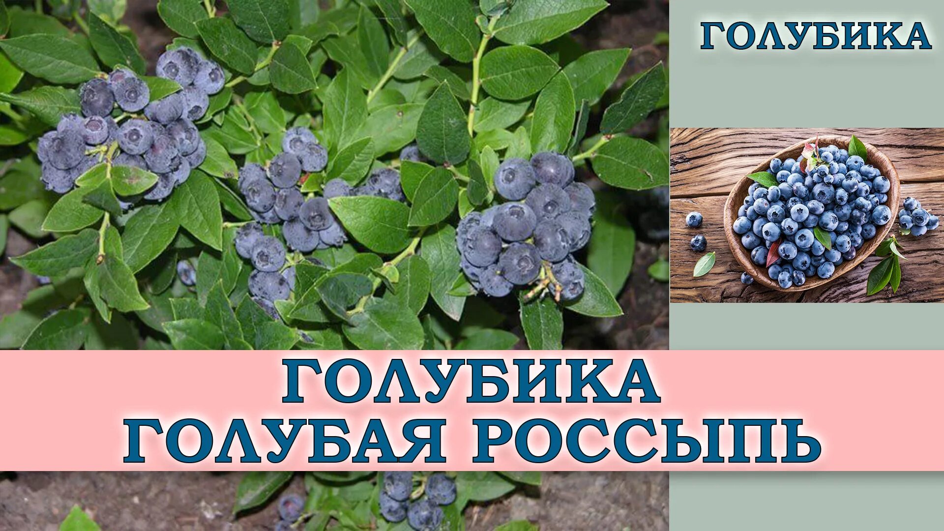 Голубика патриот опылители описание. Голубика топяная голубая россыпь. Морозостойкие сорта голубики. Голубика сорт голубая россыпь.