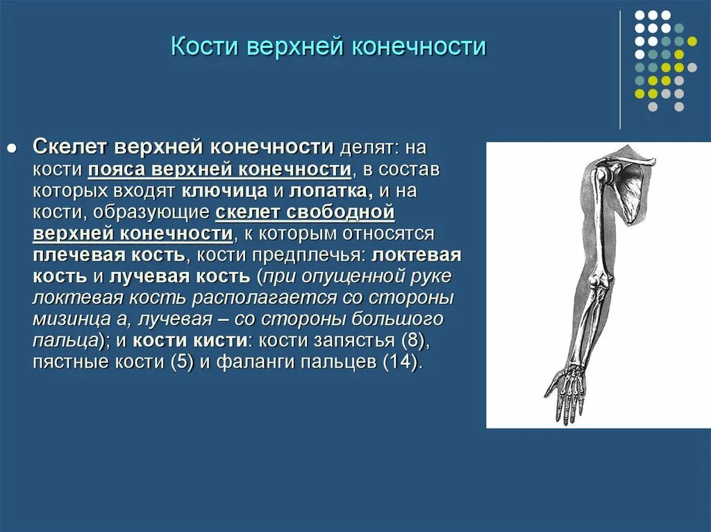 Функции костей верхних конечностей человека