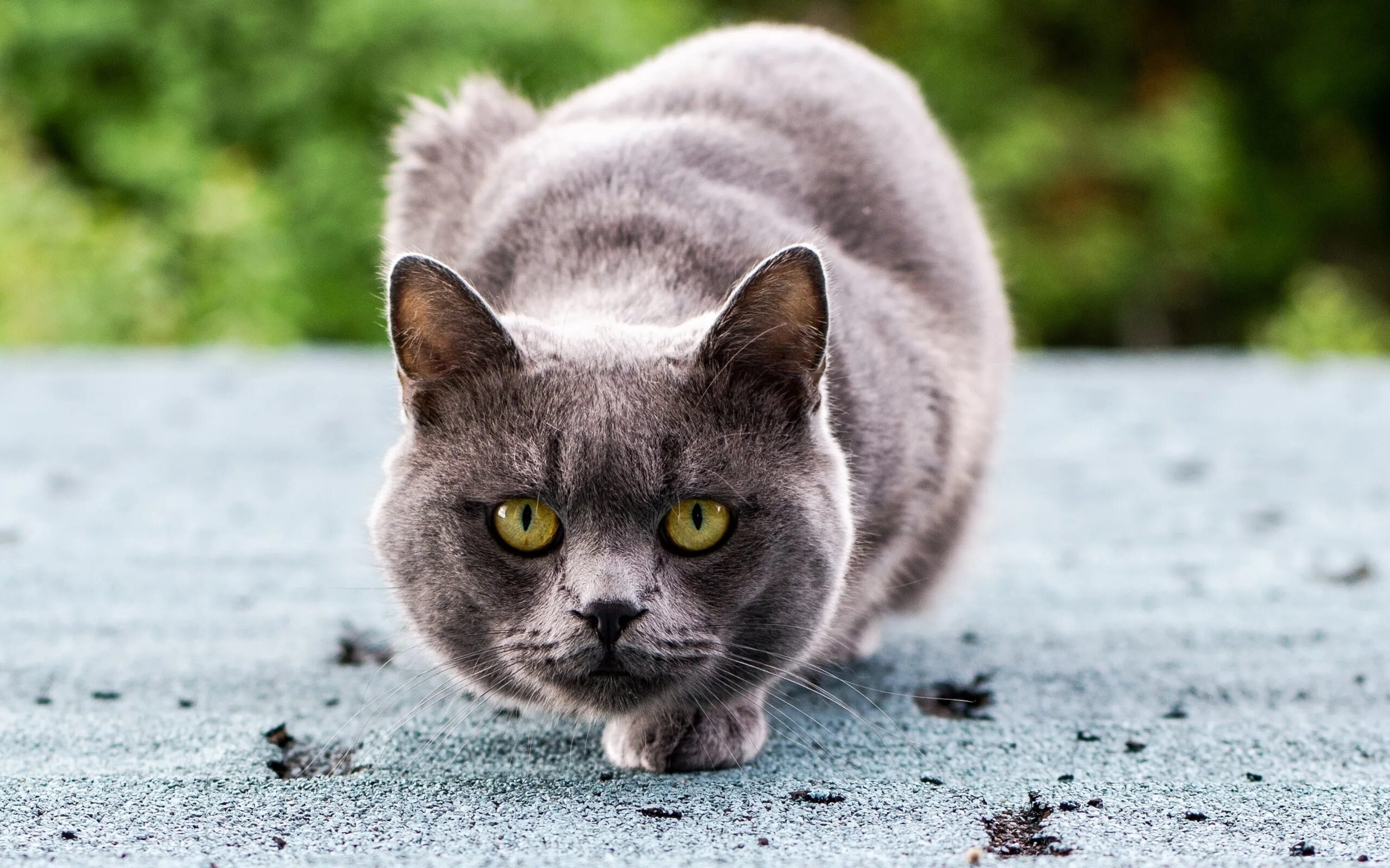 Хосико. Мяукалка. Кошки на рабочий стол. Котенок. Мягенькая.