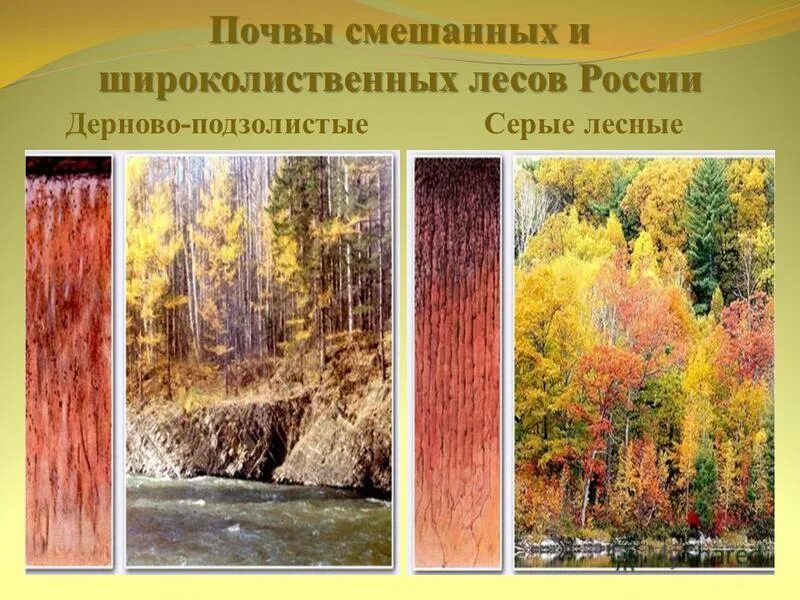 Почвы смешанных и широколиственных лесов в России. Почвы смешанных и широколиственных лесов. Смешанные и широколиственные леса почва. Смешанный и широколиственный лес почва. Типы почв характерны для смешанных лесов