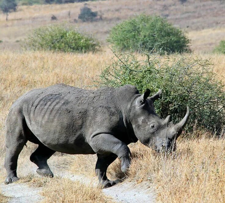 Черный носорог. Черные носороги в Танзании. Носорог пьет воду. West African Black Rhinoceros.