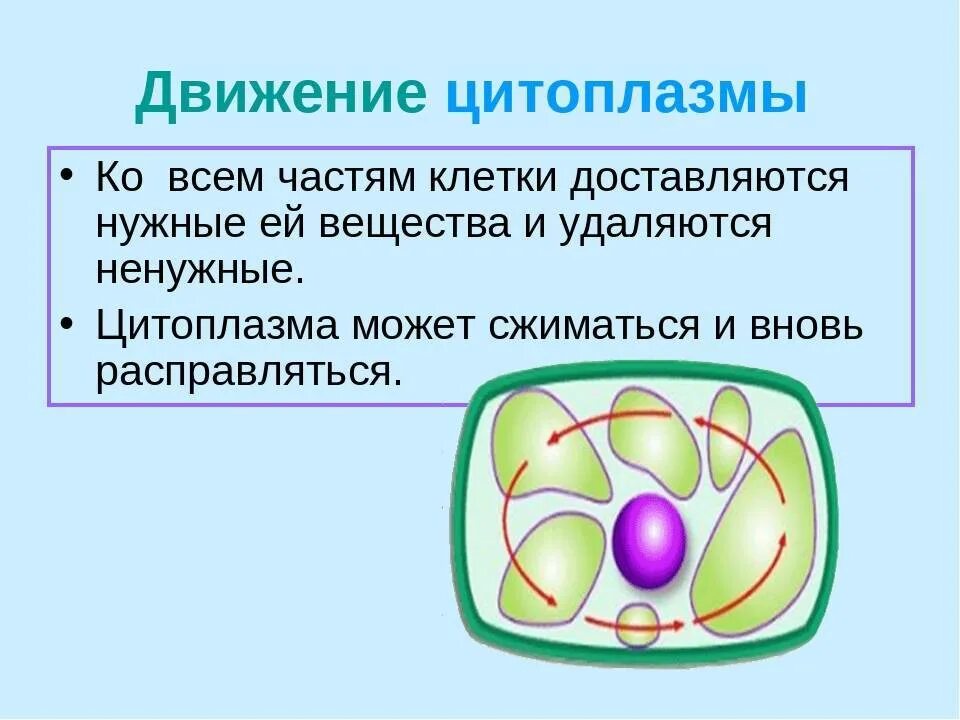 Жизнедеятельность клетки 5 класс движение цитоплазмы. Движение цитоплазмы в клетке рисунок. Процессы жизнедеятельности клетки 5 класс движение цитоплазмы. Движение цитоплазмы 5 класс биология