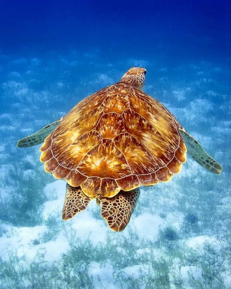 Turtle черепаха. Морская черепаха. Морская черепаха и Черепашата. Шестилапая черепаха. Панцирь морской черепахи.