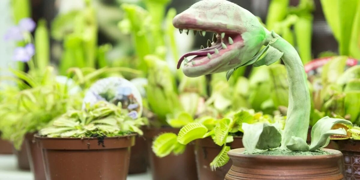 Контактная выставка хищных растений и насекомых. Выставка хищных растений и насекомых. Выставка хищных растений. Выставка хищных растений и насекомых. Выставка хищных растений ростов на дону.