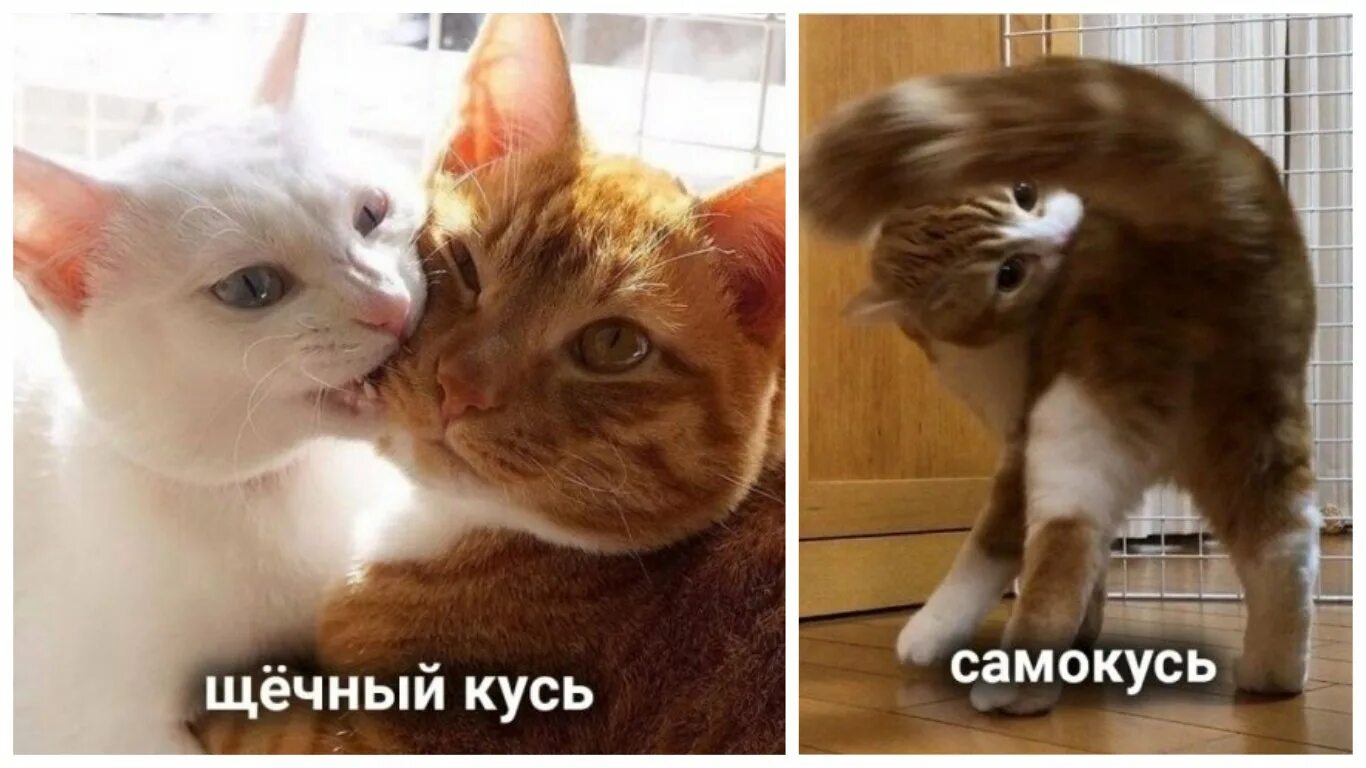 Люблю свою лучшую подругу не путю