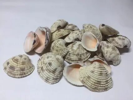 1 ракушку
