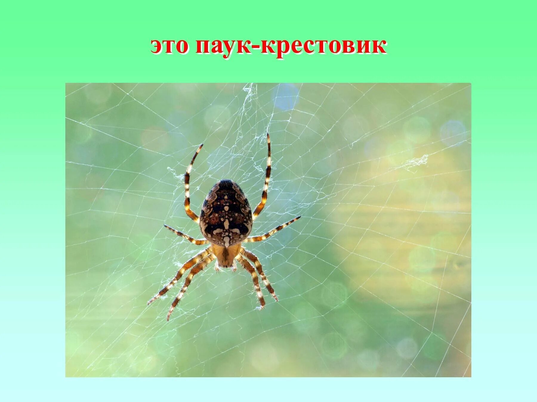 Класс паукообразные паук крестовик. Класс паукообразные паук крестовик